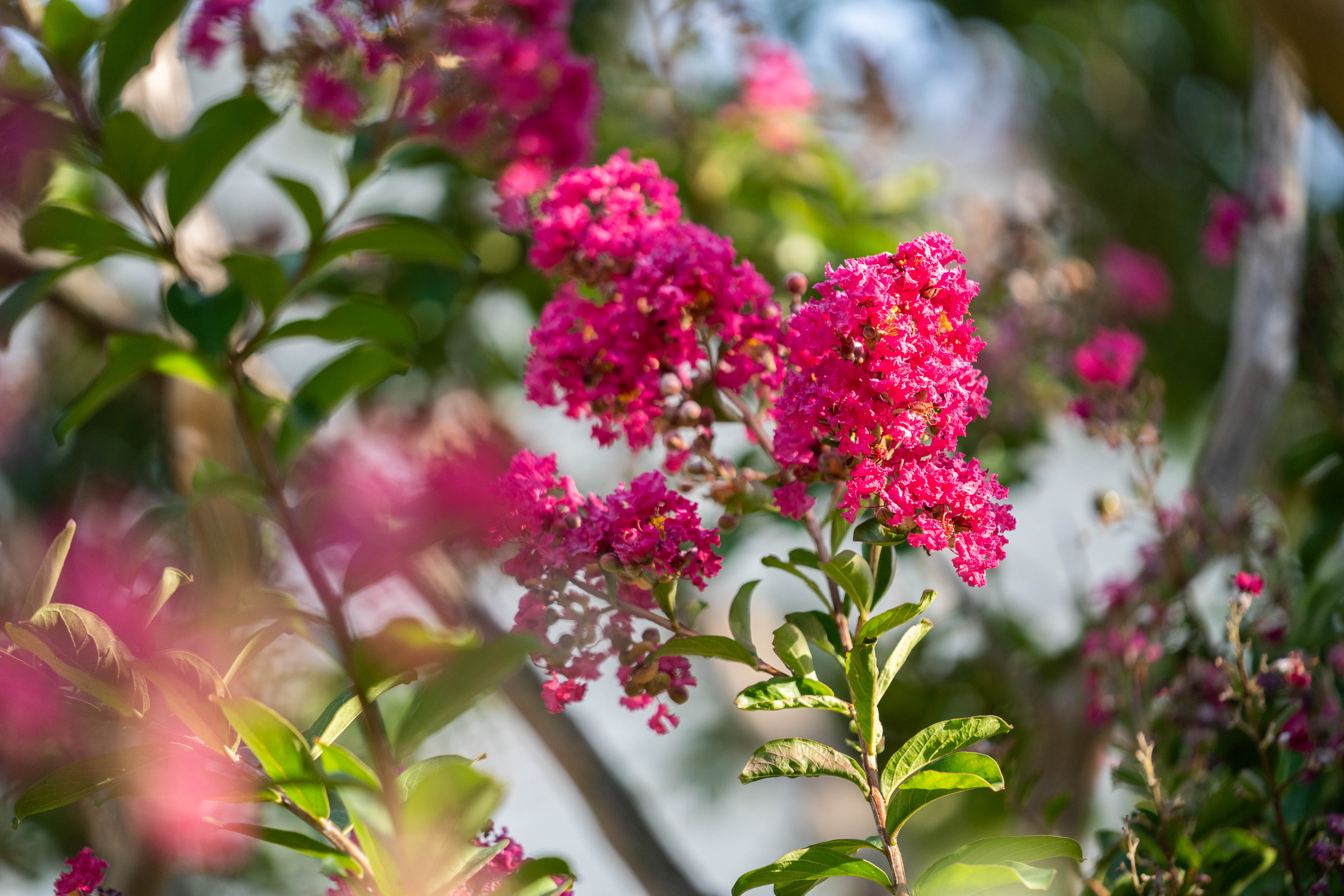 Crape myrtle in bloom