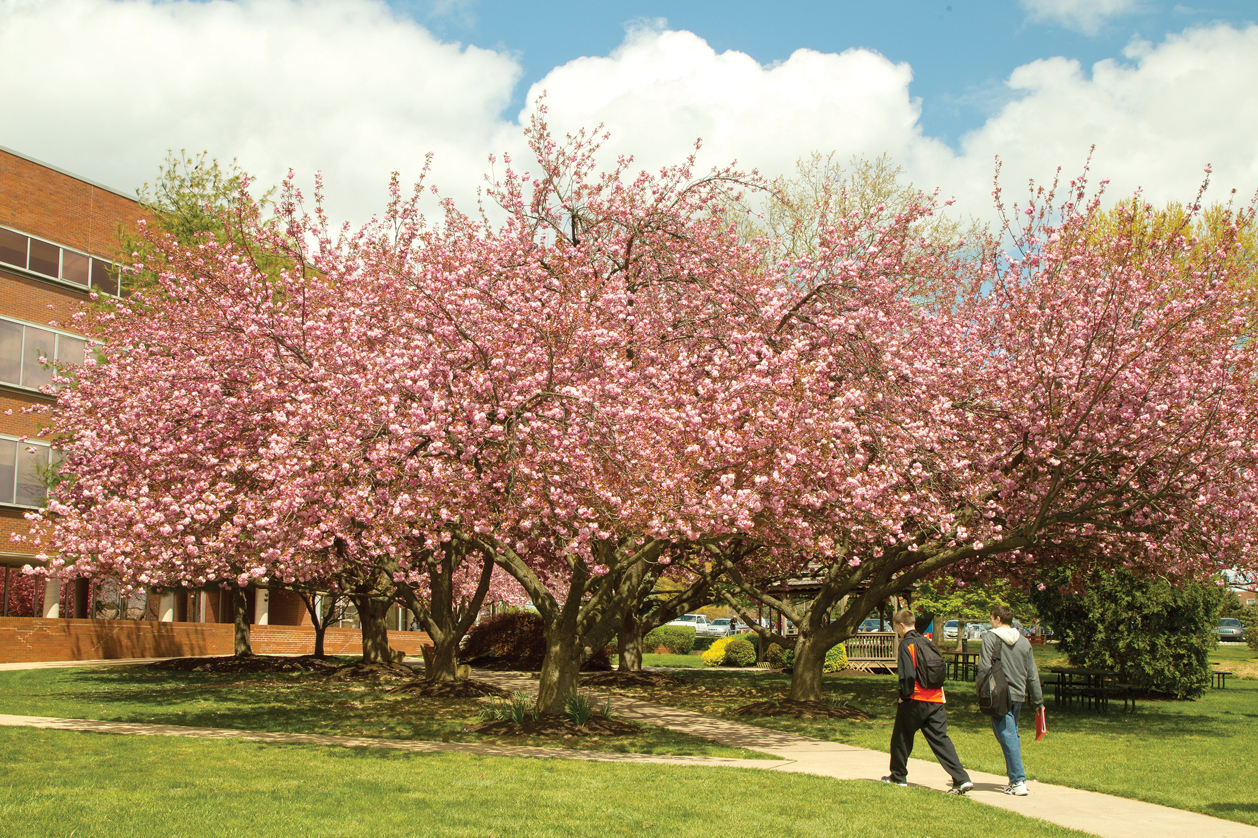 Students walking under trees in bloom