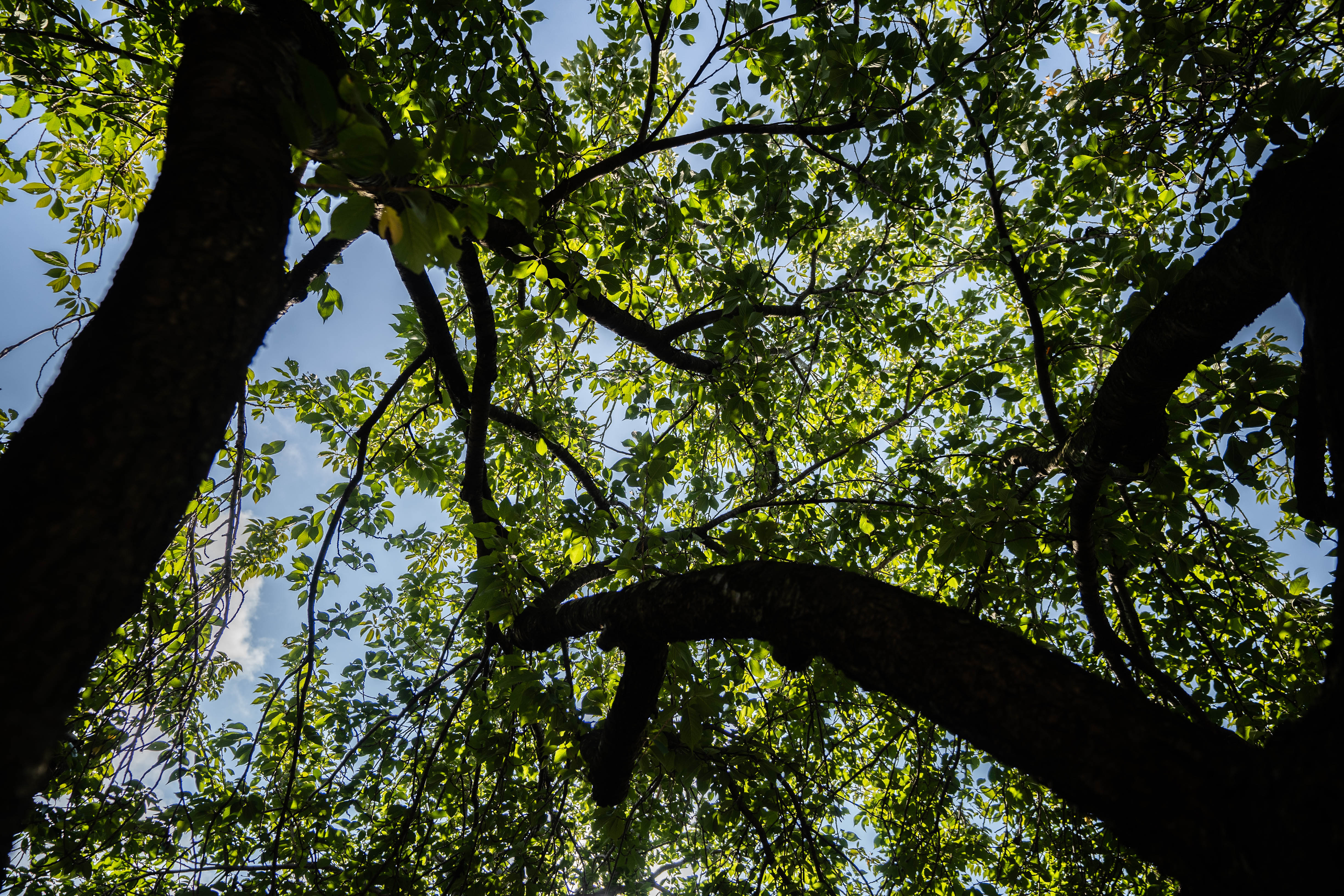 Trees on campus