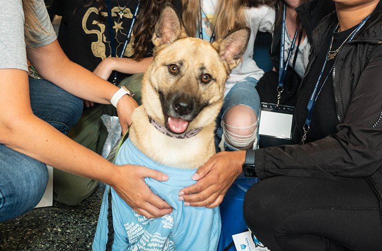 Omar Omar the Therapy Dog