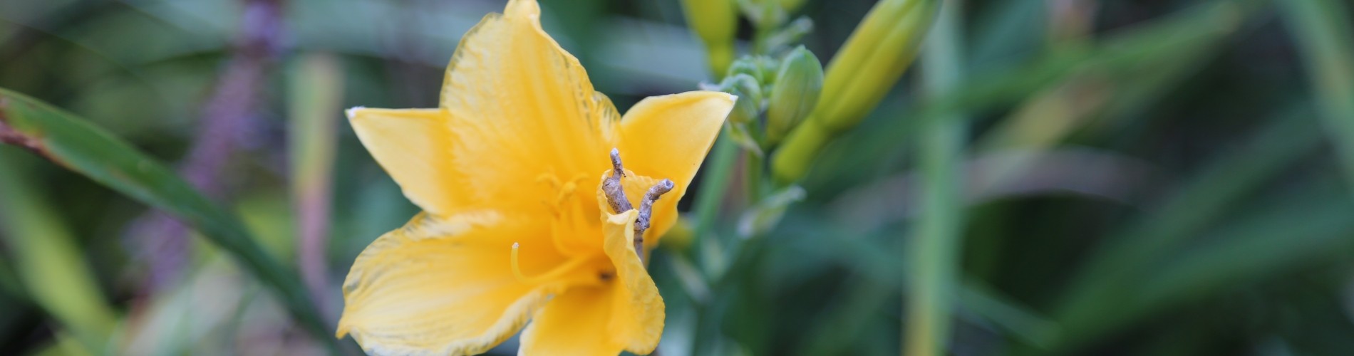 A yellow flower blooming in a campus garden
