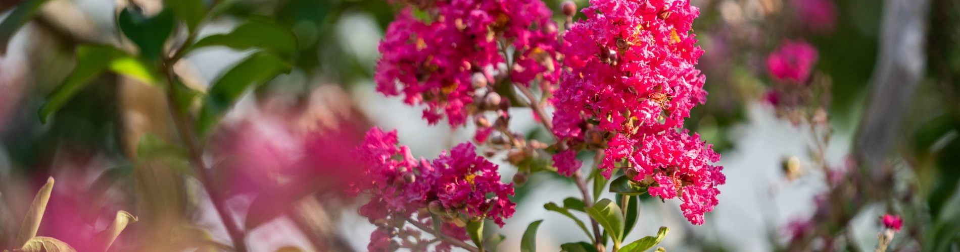 Crape myrtle in bloom