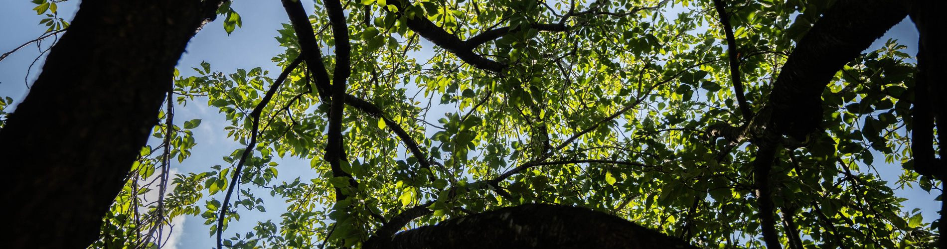 Trees on campus