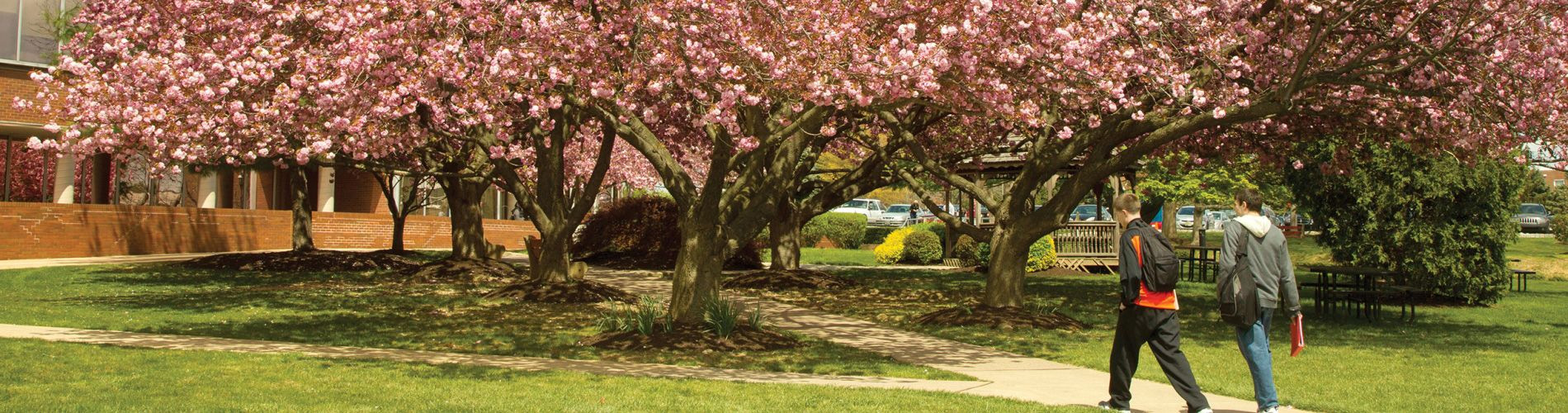 Students walking under trees in bloom