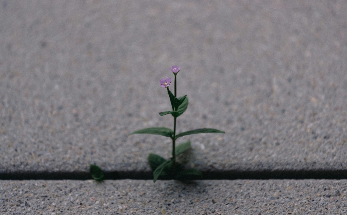 A small plant growing through a crack in a concrete sidewalk