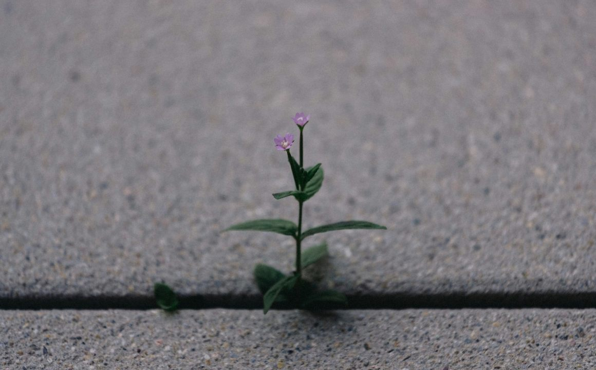 A small plant growing through a crack in a concrete sidewalk