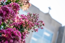 HFU Detail Photos-AR108800-September 08, 2020.jpg Holy Family Hall with Cross on Rooftop and crape myrtle in bloom