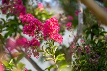HFU Detail Photos-AR108720-September 08, 2020.jpg Crape myrtle in bloom