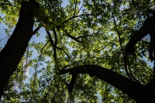 Trees on campus