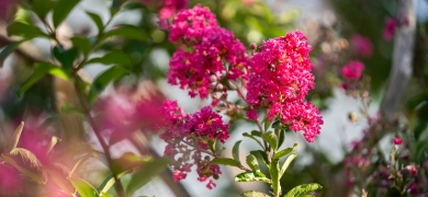 Crape myrtle in bloom