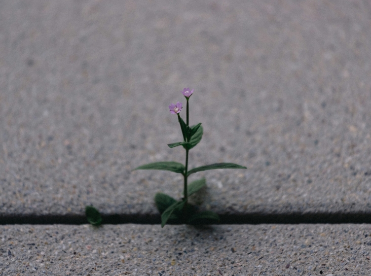 A small plant growing through a crack in a concrete sidewalk