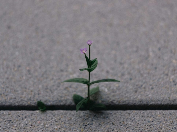 A small plant growing through a crack in a concrete sidewalk